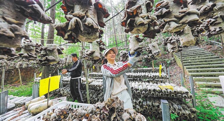 量发展产业调研】林下生金不朽情缘mg网址